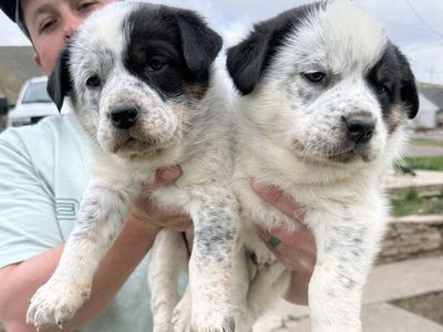 Border Collie/Blue Heeler Puppies