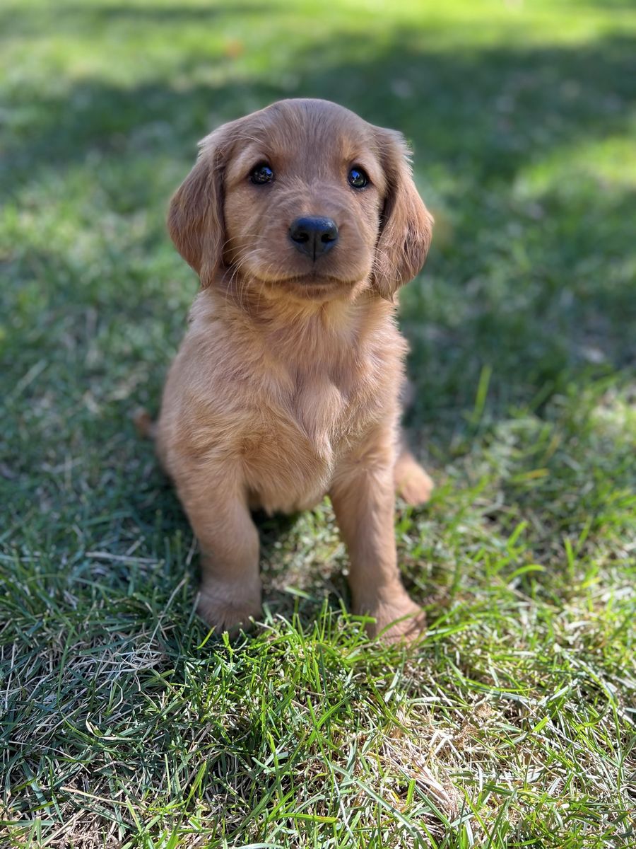 AKC golden retriever female 1 girl &boy  left