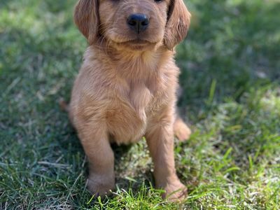 AKC golden retriever female 1 girl &boy left