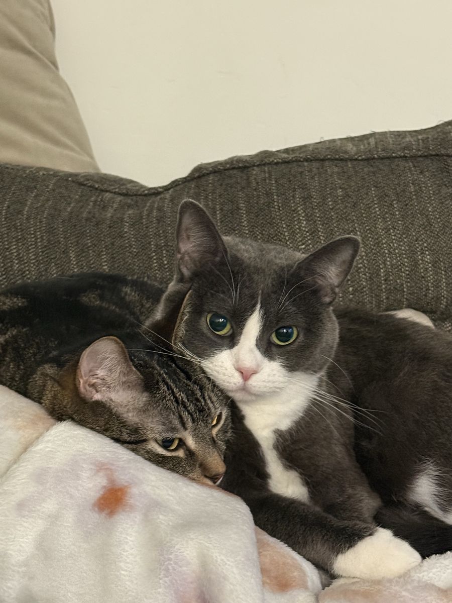 Bonded Pair of Loving Cats (Grey & White Tuxedo, Tabby) - Adopt Together!
