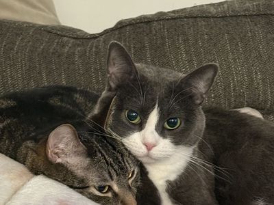 Bonded Pair of Loving Cats (Grey & White Tuxedo, Tabby) - Adopt Together!