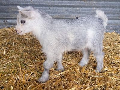 ADGA Nigerian Dwarf Buckling