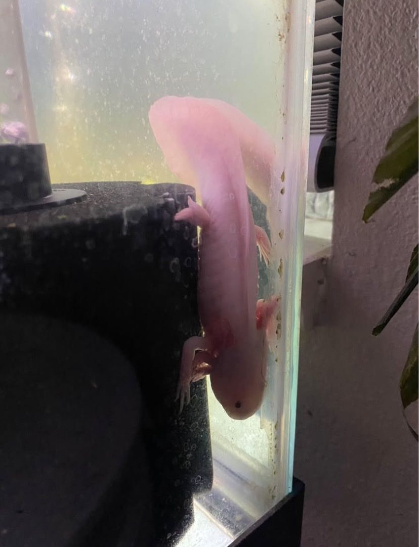 Axolotl tank setup for sale