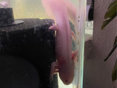 Axolotl tank setup for sale