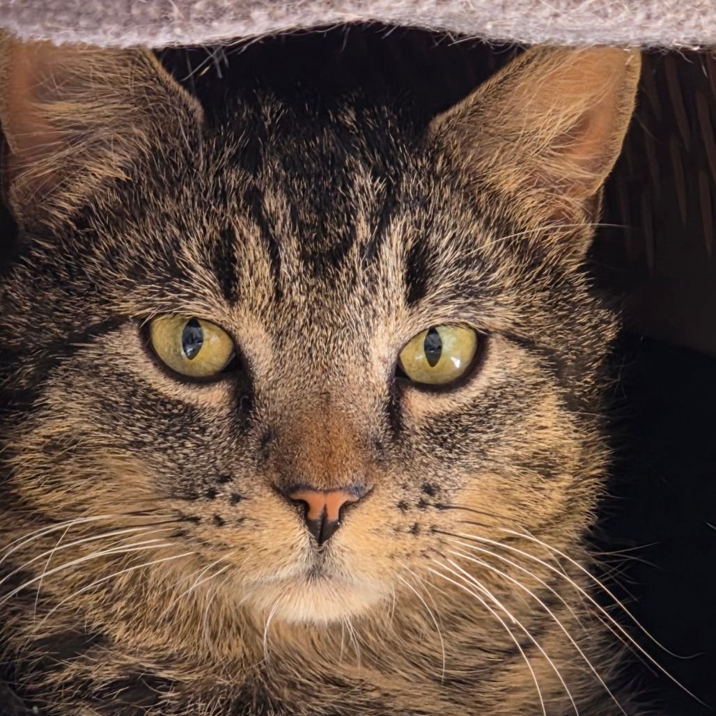 Hello my name is Lopez