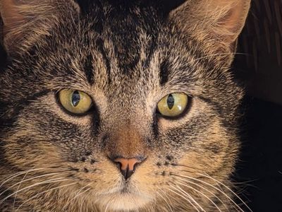 Hello my name is Lopez