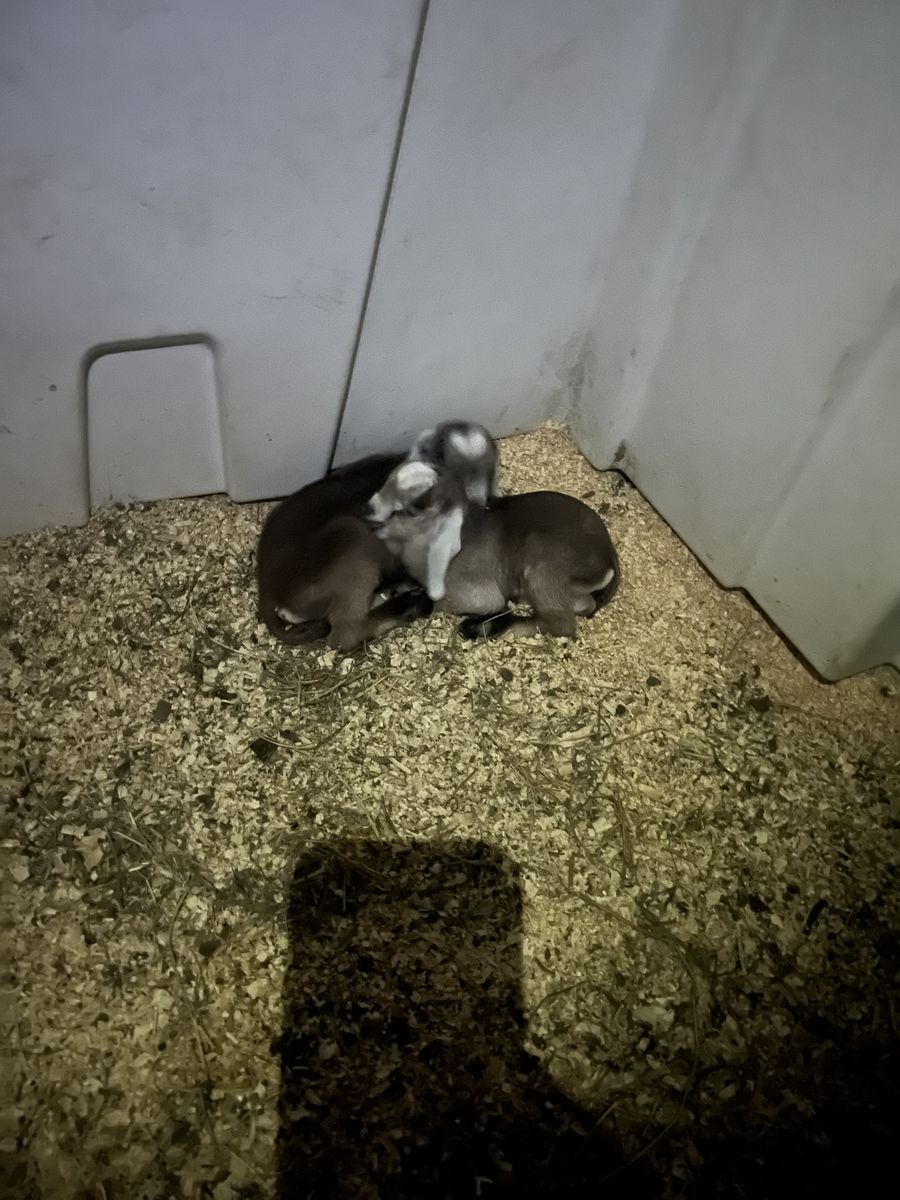 Purebred Nubian Doelings