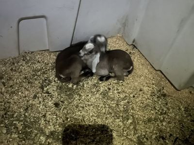 Purebred Nubian Doelings
