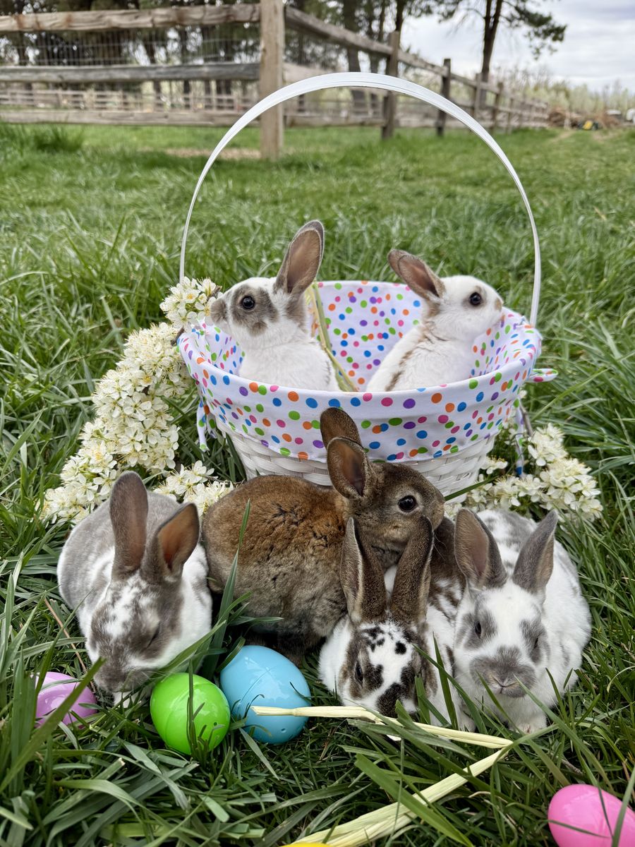 Easter Bunnies