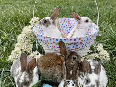 Easter Bunnies