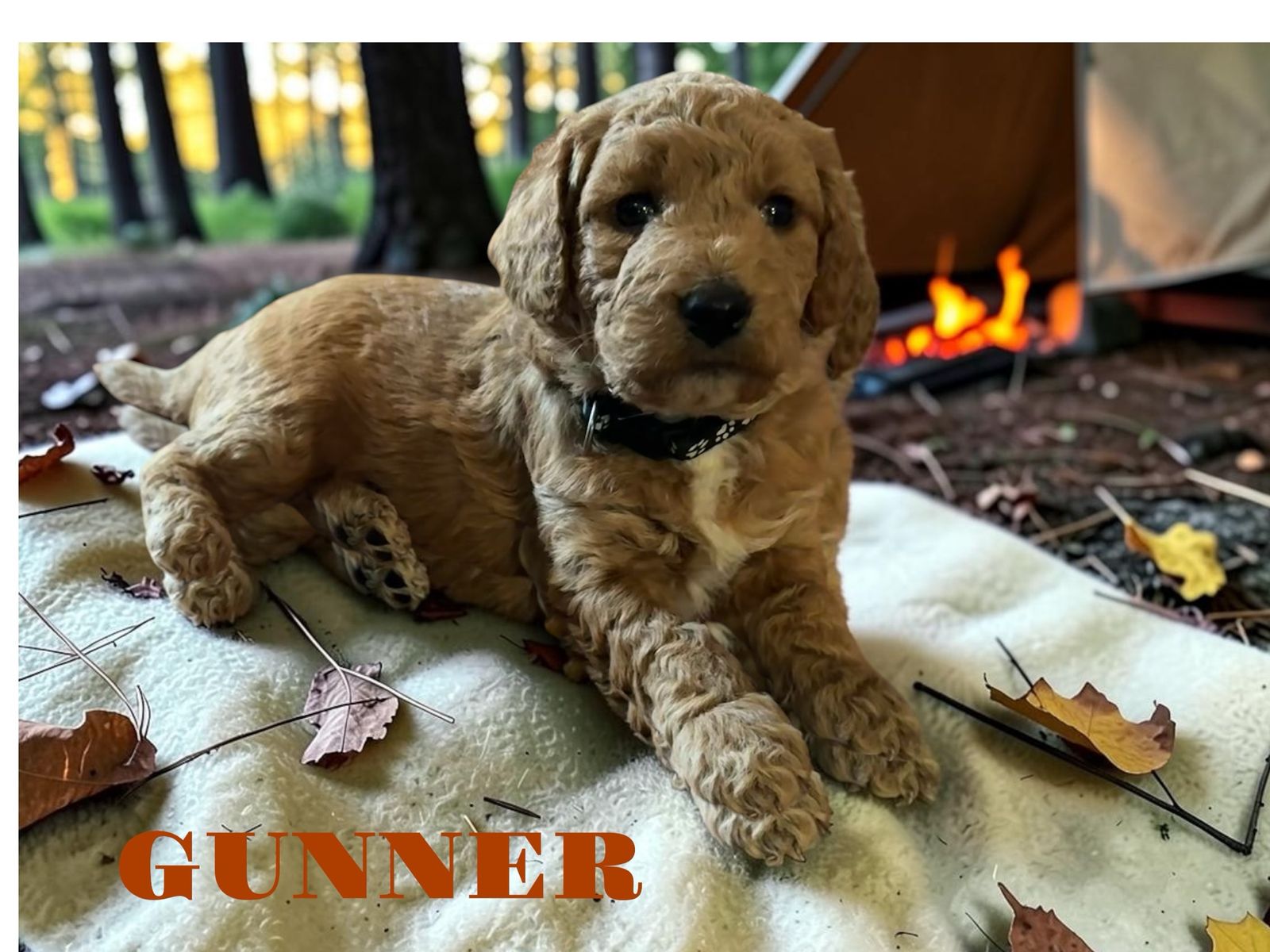 Adorable Mini Goldendoodle Puppies - Ready for Their Forever Homes!