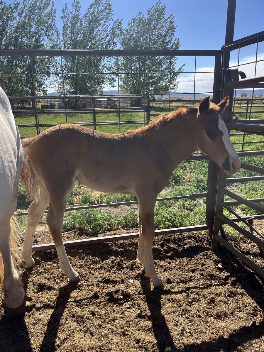 2026 Half Draft Filly — Red Sabino