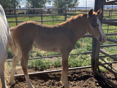 2026 Half Draft Filly โ Red Sabino