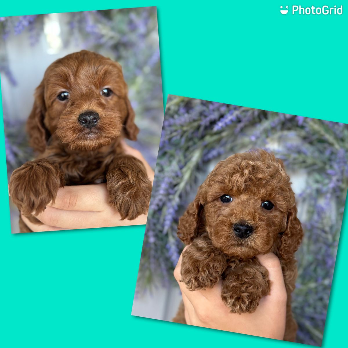 Darling Red Micro teacup goldendoodle, 9-12lbs, Teddy Bear faces