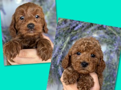 Darling Red Micro teacup goldendoodle, 9-12lbs, Teddy Bear faces