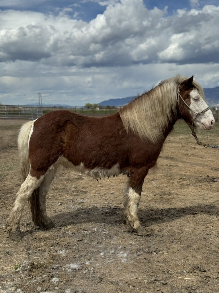 Pony Gelding