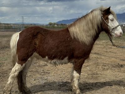 Pony Gelding