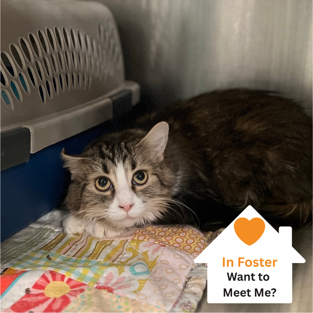 Hello my name is Poppy Hollow