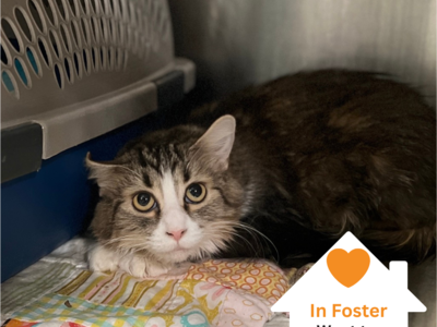 Hello my name is Poppy Hollow