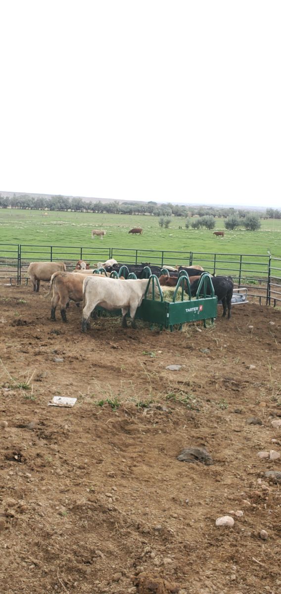 Weaned calves