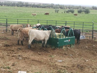 Weaned calves