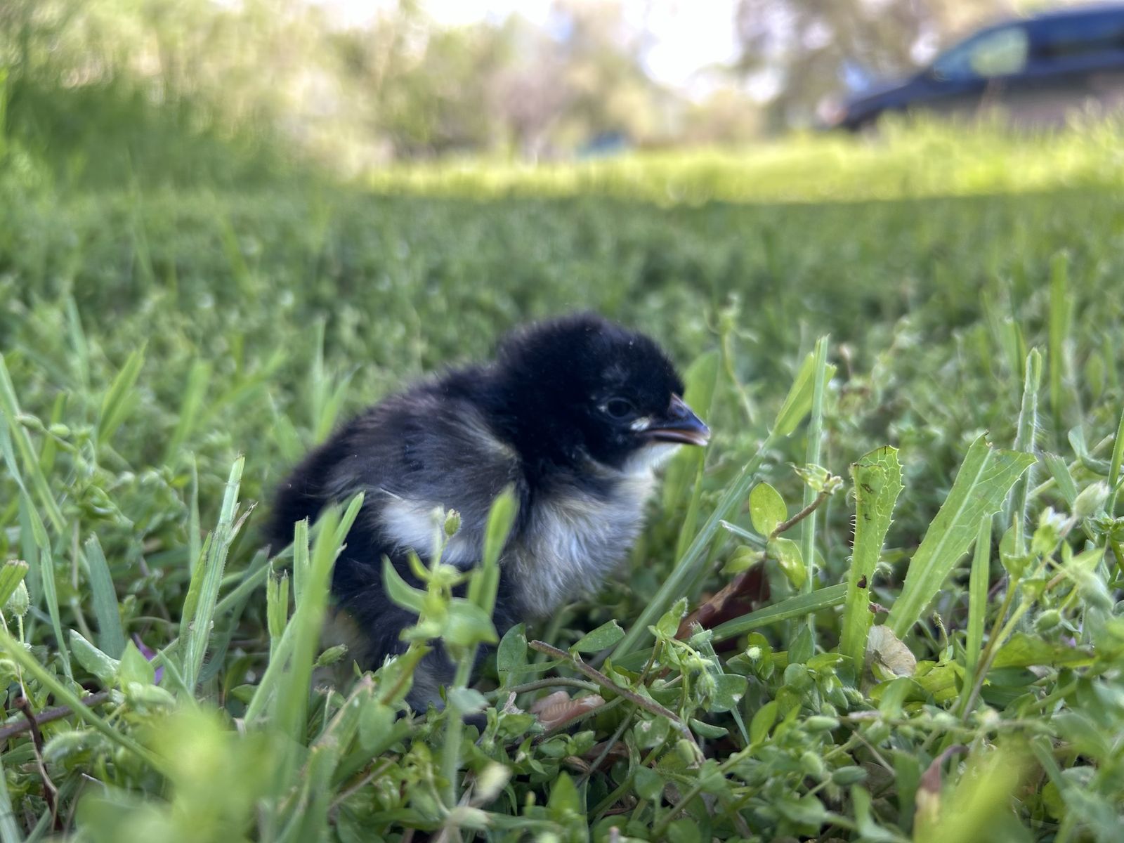 French Black Copper Marans Chicks