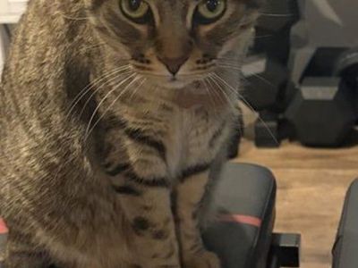 Sasha needs a new home.