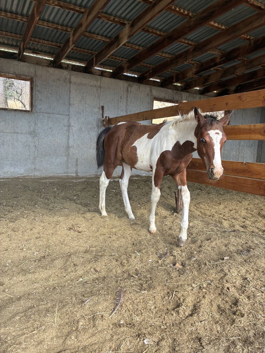 1/2 pony filly