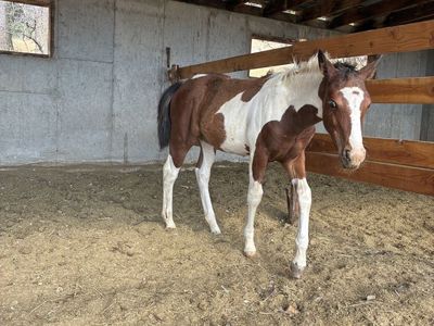 1/2 pony filly