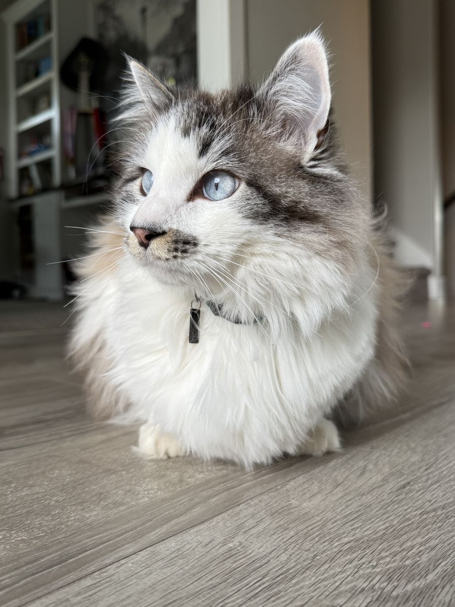 Mixed-Ragdoll Male Needs Better Fit