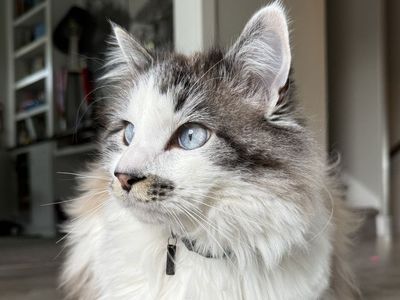 Mixed-Ragdoll Male Needs Better Fit