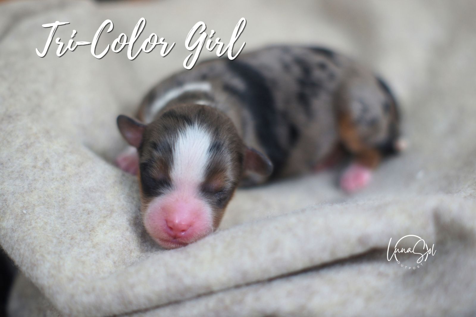 Adorable Mini Aussie Doodle Puppies