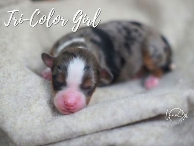 Adorable Mini Aussie Doodle Puppies