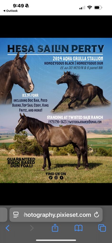 AQHA Stallion HESA SAILIN PERTY HMZ pre-book now