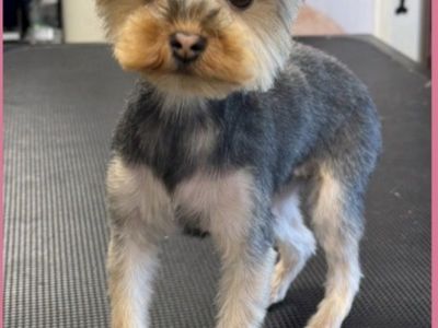Mini Yorkshire