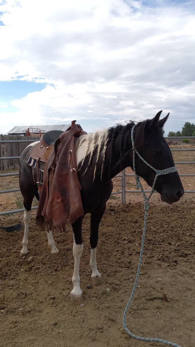 2 coming 3yr old paint mare
