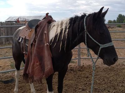 2 coming 3yr old paint mare