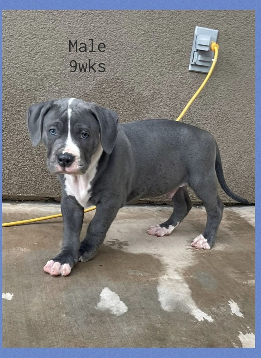 9-Week-Old Pit Bull Puppies 