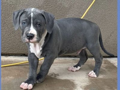 9-Week-Old Pit Bull Puppies