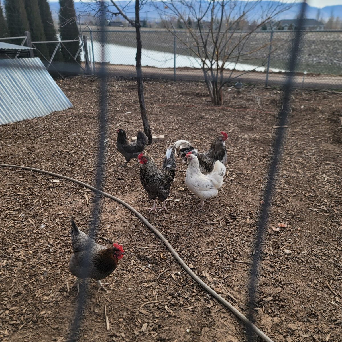 1 young rooster for sale