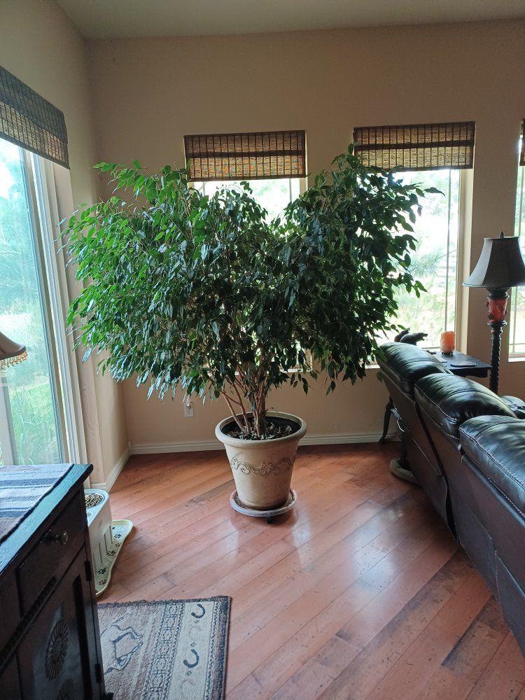 Main image 2