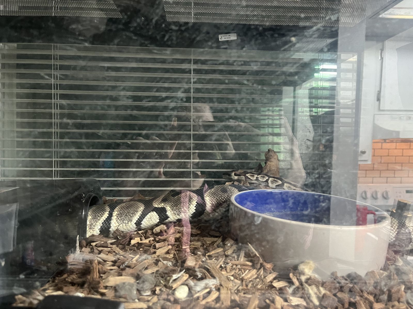 rehome ball python
