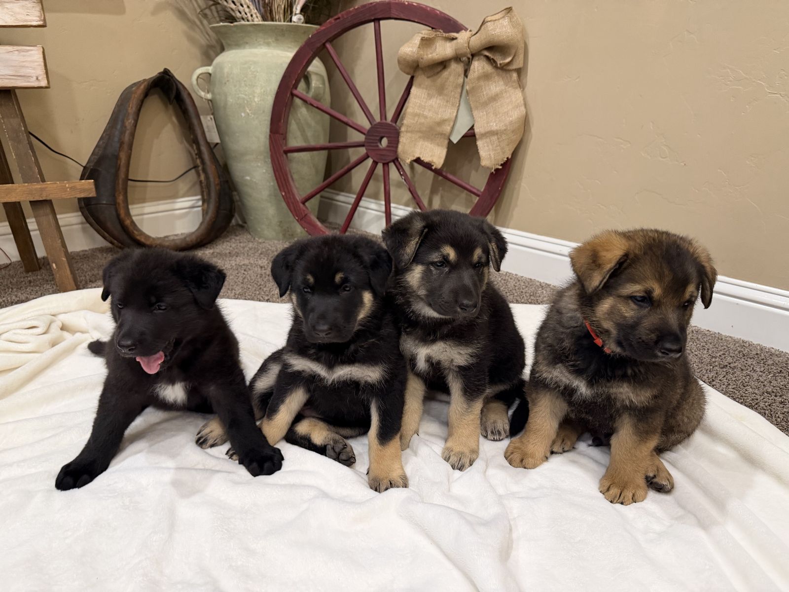 AKC X Large Original German Shepherds