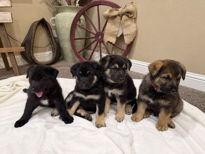 AKC X Large Original German Shepherds