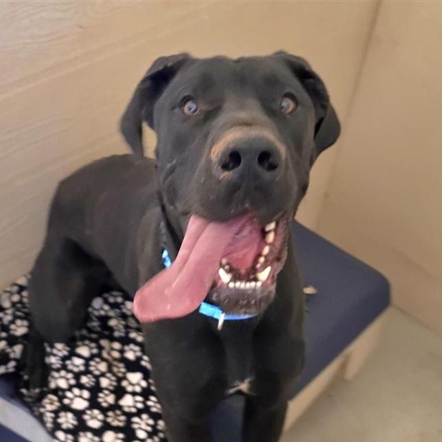 Hello my name is Biggie