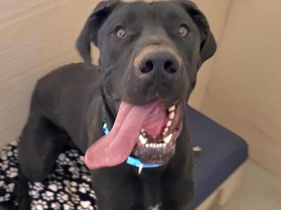 Hello my name is Biggie