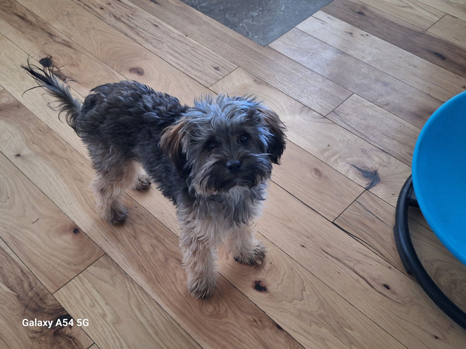 Maltipoo female puppy