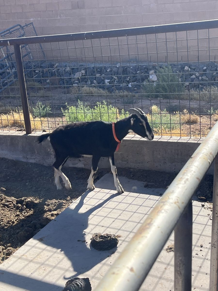 La Mancha Wether Goat