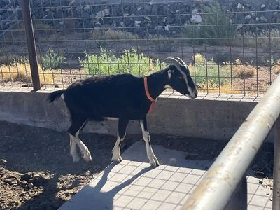 La Mancha Wether Goat