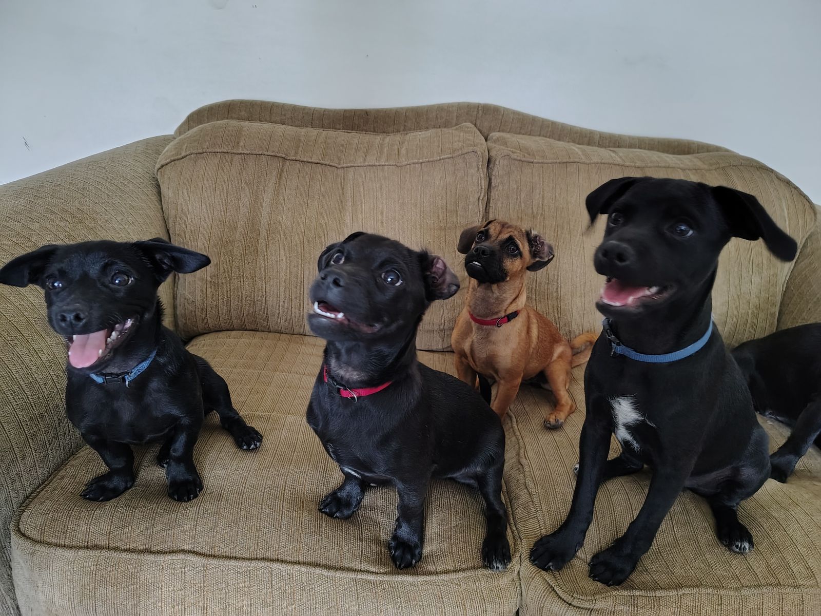 Puppies For Sale